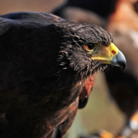 Der scharfe Blick des Jägers