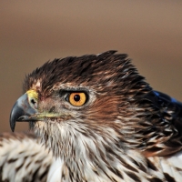 Habichtsadler