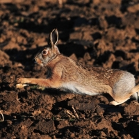 Der Hase tut gut daran zu laufen...