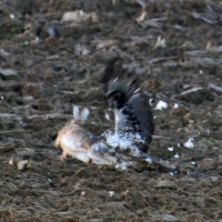 auch ein Habichtsadler hat es nicht leicht