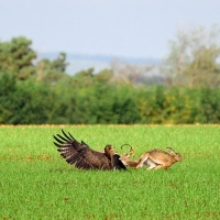 Der Habichtsadler schlägt zu