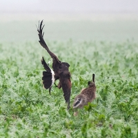 Wüstenbussard