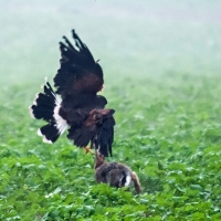 Wüstenbussard