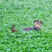 Habichtsadler