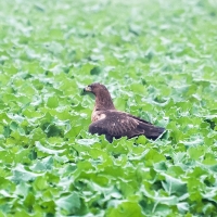 Habichtsadler