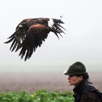 Wüstenbussard