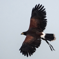 Wüstenbussard