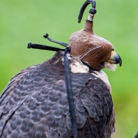 Der Falke konzentriert und entspannt sich vor dem Flug unter der Haube