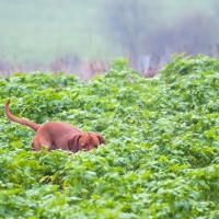 Der Hund steht vor...