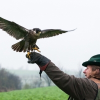 ...und der Falke startet