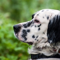 Der Vorstehhund beobachtet alles