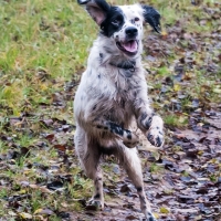 Setter