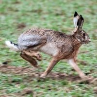 Hase
