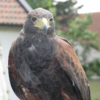 Wüstenbussard Heya hingegen ist eine "alte Häsin" und weiß wie sie ihr Publikum begeistert