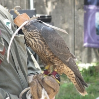 Der Wanderfalke ist erst vor wenigen Wochen geschlüpft, präsentiert sich aber schon wie ein Profi