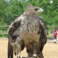 Und auch Habichtsadler Kithan kennt das "Show-Biz"