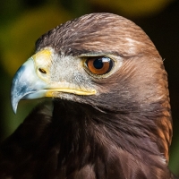 Steinadler