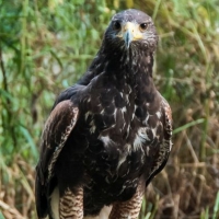 Harris Hawk