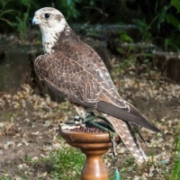 Sakerfalke