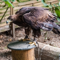 Steinadler