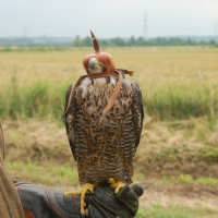 Wanderfalke in der ersten Mauser
