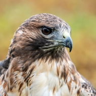 Rotschwanzbussard