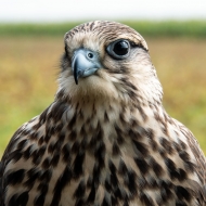 Sakerfalke
