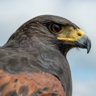 Wüstenbussard