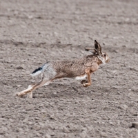 Lauf, Hase, Lauf