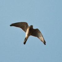 und auch ein wilder Turmfalke beobachtet das Treiben