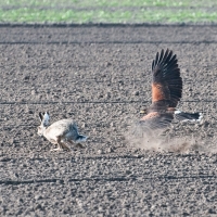 Staub und Erde fliegen wenn die Hasen Hacken schlagen