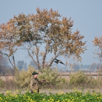 Der Wanderfalke startet zum Jagdflug auf Fasane...