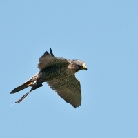 den Blick immer auf den Falkner gerichtet