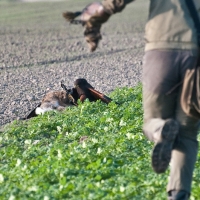 und hält ihn bis die Falknerin vor Ort ist