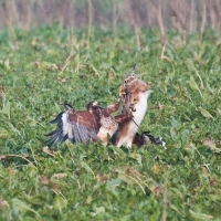 Kompanieflug von zwei Harris Hawks im ersten Flug