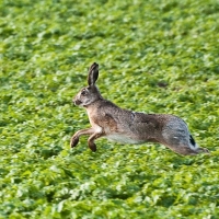 Wir wissen wie der Hase läuft...