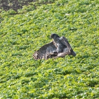 und der Hase ist fixiert