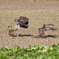 Auch Habichte kann man in Kompanie fliegen...