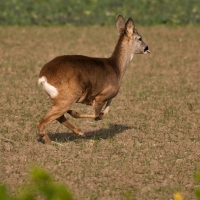 Das Reh scheint zu wissen, dass es nicht in Gefahr ist und zeigt lässig den Falknern den Lecker