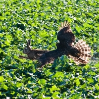 Stimmungsvoller Jagdflug...