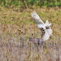 Der erste Flug gehört Jagdgast Clemens aus dem Westerwald und seinem weißen Habicht