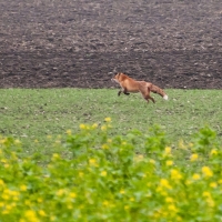 Dieser Fuchs schlief 20 Minuten vor den Falknern