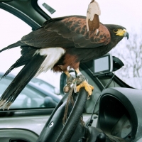 ...und Wüstenbussard Dyami um Autofahren zu lernen