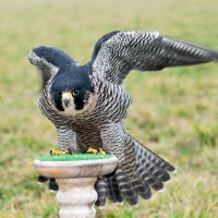 ...der Wanderfalke, um sich zu lüften