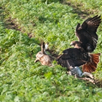 Rotschwanzbussard Amigo greif an