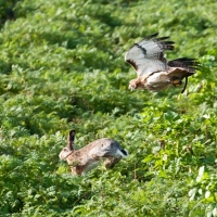 Rotschwanzbussard Amigo auf der Jagd