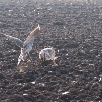 Das dichte Haarkleid der Feldhasen erschwert den Beizvögeln im November die Jagd... 32/50 ...die Wolle fliegt, aber der Hase entkommt