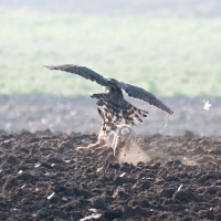 ...die Wolle fliegt, aber der Hase entkommt