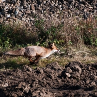 Auch in diesem Treiben steckte ein Fuchs