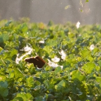 Aber der Hase muss nur Wolle lassen